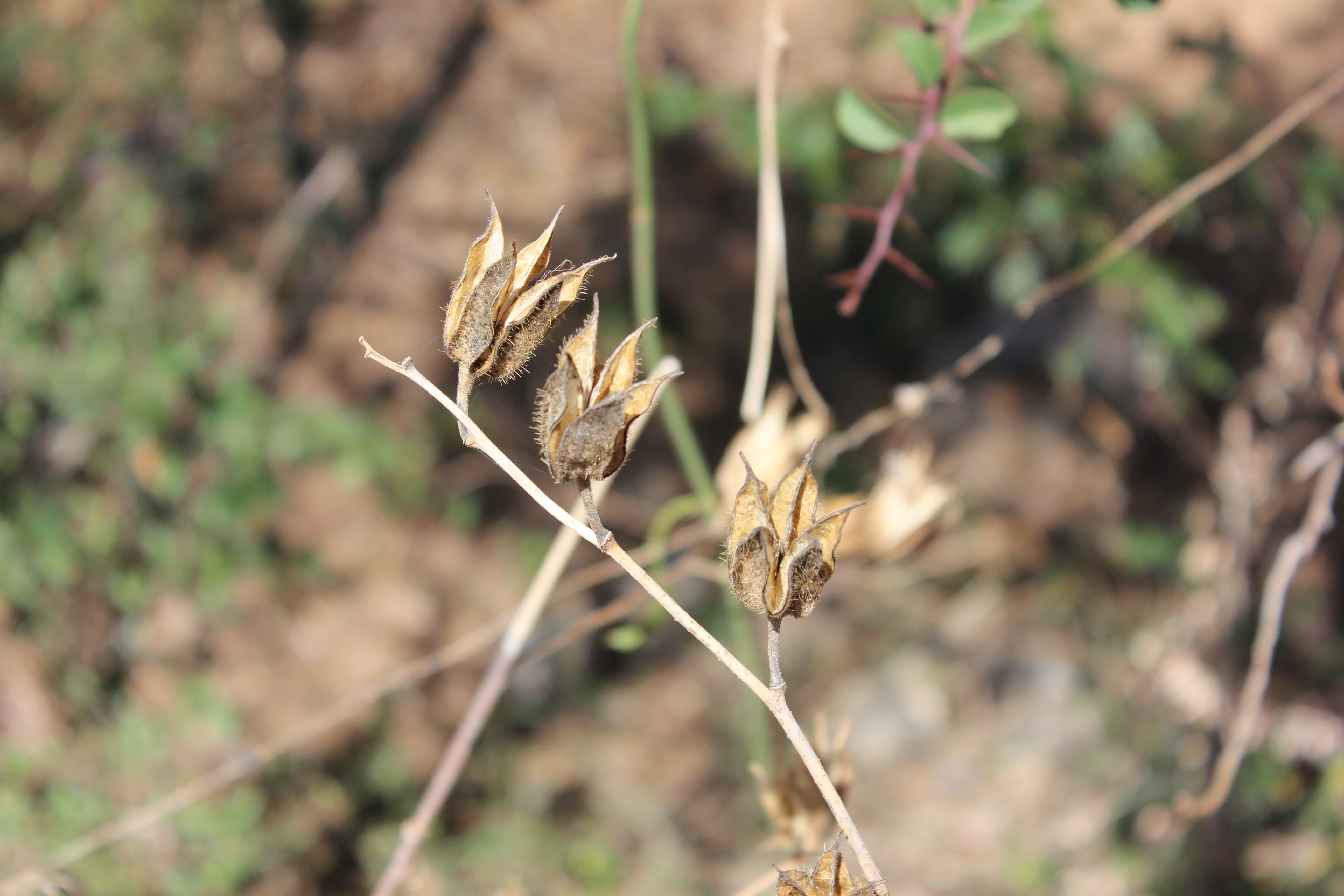 Plant Image